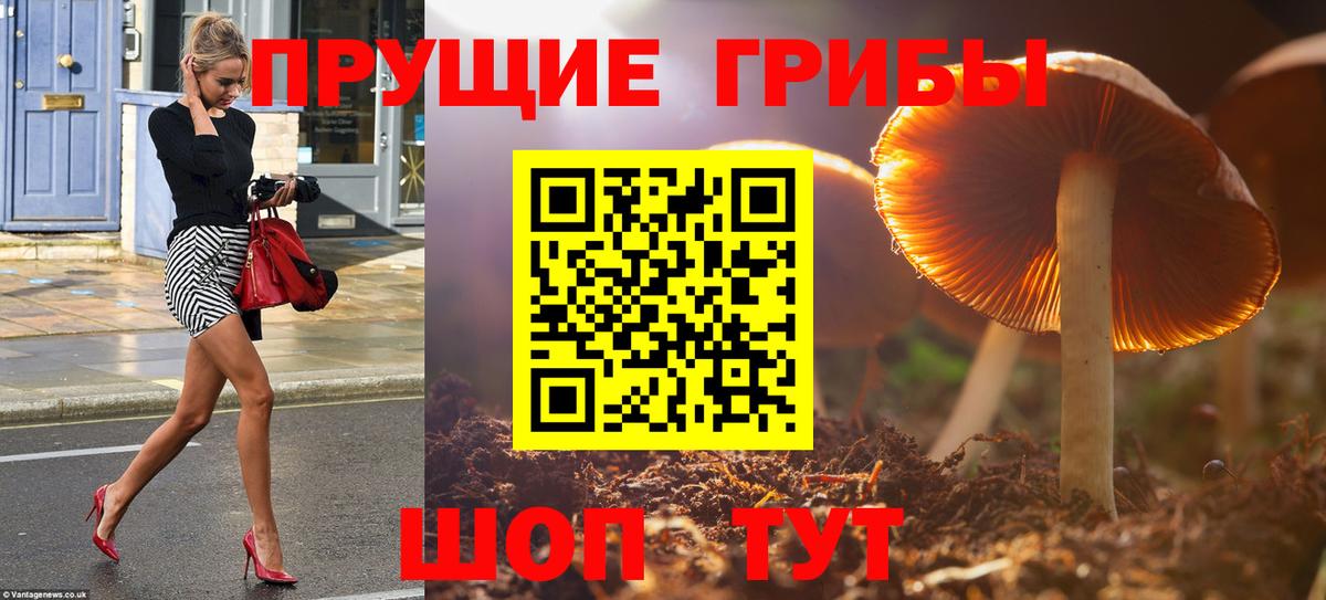 Псилоцибиновые грибы мицелий Соль-Илецк
